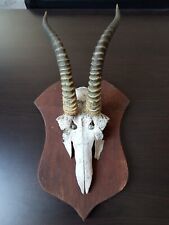 Hornschädel horn geweih gebraucht kaufen  Plattling