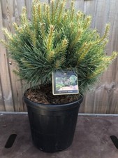 Pinus sylvestris watereri for sale  WORTHING