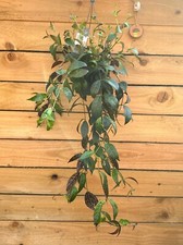Aeschynanthus marmoratus 17cm for sale  LEEDS