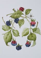 Original watercolour blackberr for sale  WIRRAL