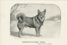 Norwegian elkhound named for sale  COLEFORD