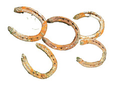 Horseshoe horse shoe for sale  Adams