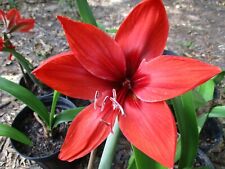 Small amaryllis set for sale  Greenwood