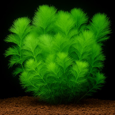 Limnophila aquatica riesen gebraucht kaufen  Altheim