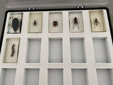 National geographic insekten gebraucht kaufen  St Ingbert