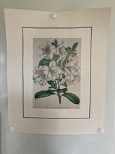 Planche affiche botanique d'occasion Planche affiche botanique d'occasion  Meximieux