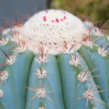 Melocactus azureus hu256 d'occasion  Expédié en France
