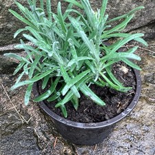 lavender plant for sale  CLITHEROE
