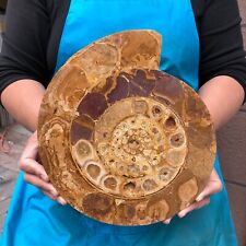 Hermosa muestra mineral de cristal de caracola en rodajas fósil natural de 4,66 lb 2282 segunda mano  Embacar hacia Mexico