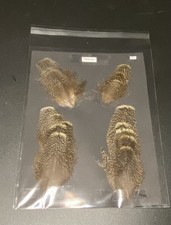 Western capercaillie rare for sale  Philadelphia