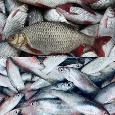 Köderfische süßwasserfische gebraucht kaufen  Garbsen