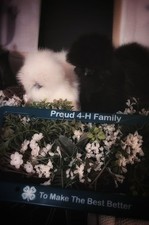 Silkie hatching eggs for sale  Richmond