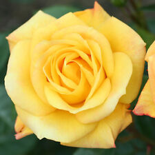 Rose climbing arthur for sale  PETERBOROUGH