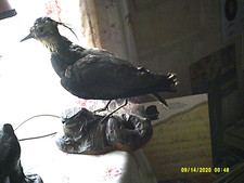 Taxidermie oiseau naturalisé d'occasion  Loches
