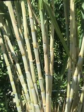 Cuttings organic fresh for sale  Temple City
