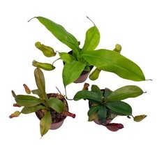 Winged pitcher carnivorous for sale  Apopka