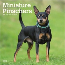 Calendrier 2020 pinscher d'occasion  Troyes