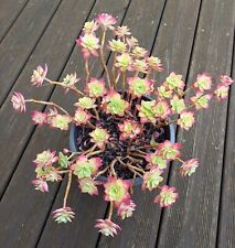 Sedum palmeri plante d'occasion  Maule