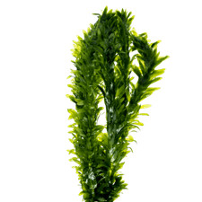 Wasserpest egeria densa gebraucht kaufen  Nettetal