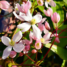 Clematis armandii plant for sale  IPSWICH