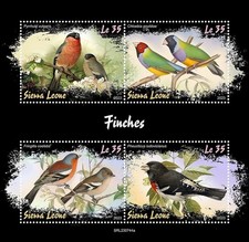 Finches finch birds for sale Finches finch birds for sale  PONTYPRIDD