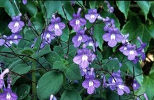 Plant godet streptocarpus d'occasion  Brest