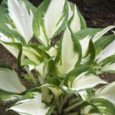 Pack hosta fire for sale  UK