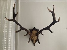 Trophée chasse bois d'occasion  Paris XV