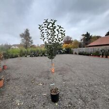 Melrose apple tree for sale  EGHAM