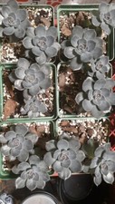 Echeveria black prince for sale  Newton Falls