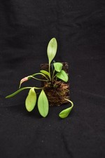 masdevallia usato  Spedire a Italy