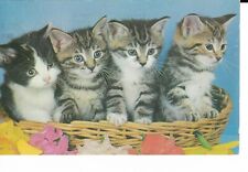 Postcard cats kittens for sale  EVESHAM