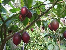 Solanum sibundoyensis seeds for sale  HIGH WYCOMBE