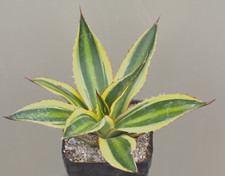 Agave lophantha quadricolor for sale  WALTON ON THE NAZE