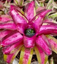 Neoregelia wild blue for sale  USA