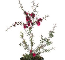 Leptospermum scoparium damasco usato  Napoli