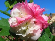 Hibiscus mutabilis hibiscus usato  Italia