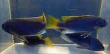 Group acei cichlids for sale  Middleburg