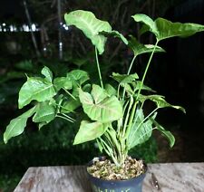 Syngonium tricolor confetti for sale  Hollywood