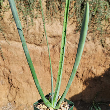 Furcraea macdougallii for sale  Fallbrook