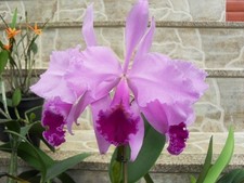 Cattleya warneri species for sale  CHELMSFORD