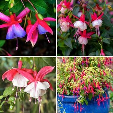 Fuchsia plants hardy for sale  LEICESTER