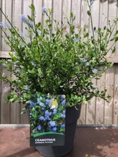 Large ceanothus victoria for sale  WORTHING