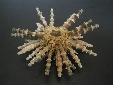 Monster...plococidaris vertici for sale  Lakeland