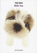 Shih tzu bonetti usato  Domodossola