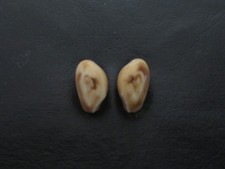 elk teeth for sale elk teeth for sale Loveland