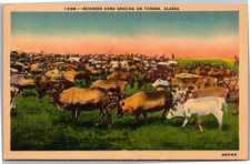 Postcard reindeer herd for sale  Buffalo Grove