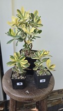 Grubosz CRASSULA ALBA  na sprzedaż  PL