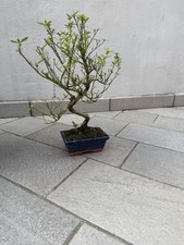 Bonsai ilex usato  Ospitaletto