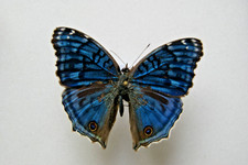 Precis radama butterfly for sale  LIVERPOOL